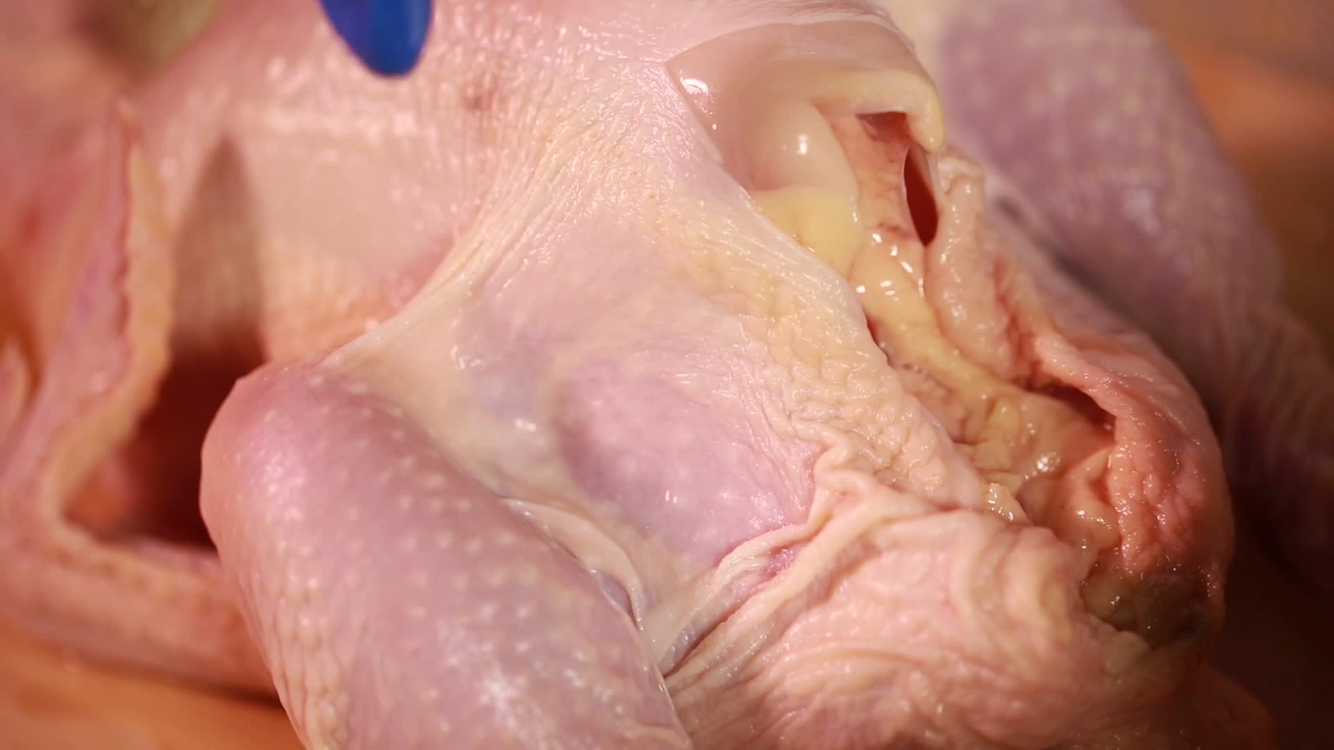 镜头合集食材肉鸡白羽鸡白条鸡视频的预览图
