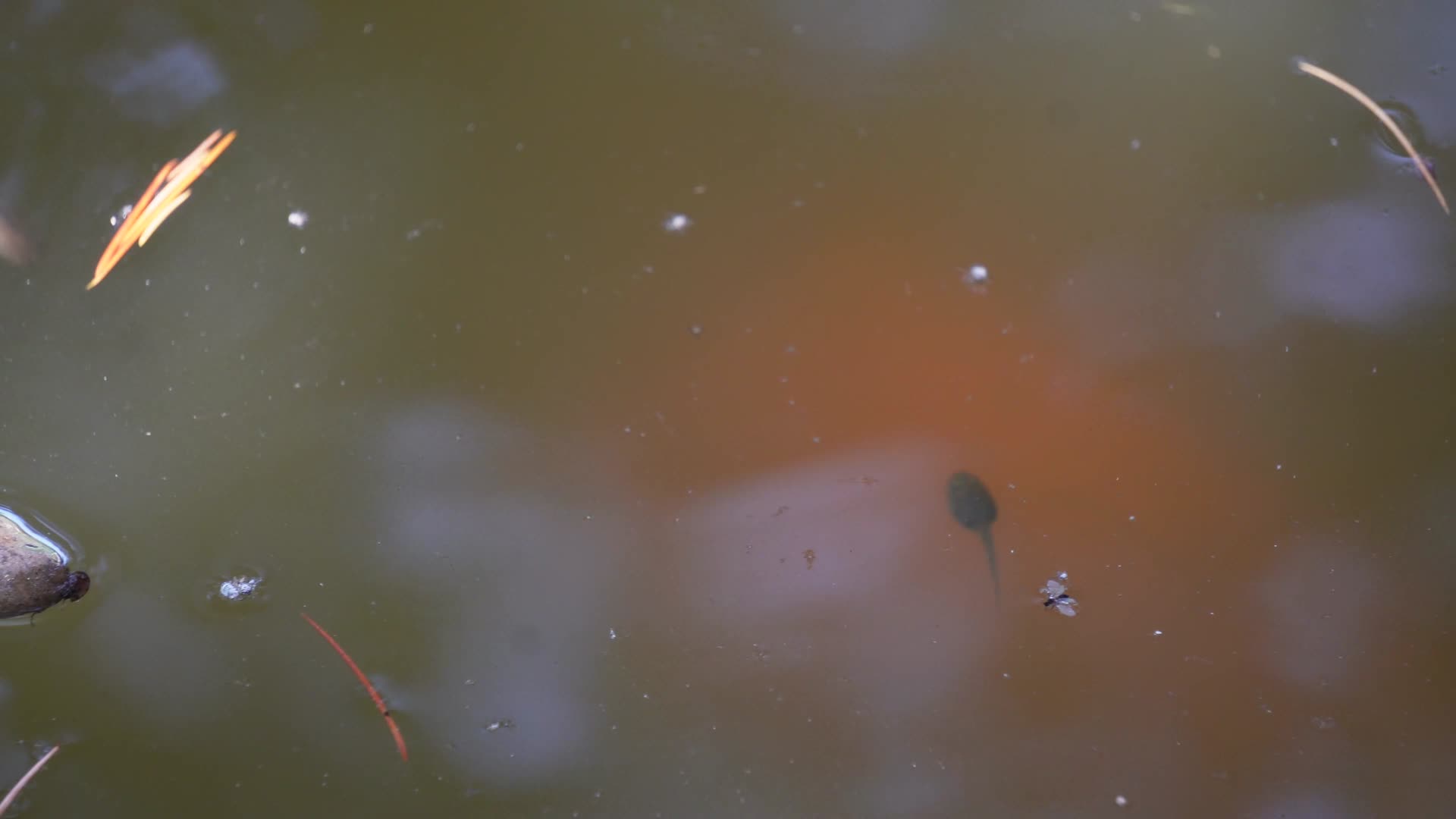 池塘蝌蚪水生物生态视频的预览图