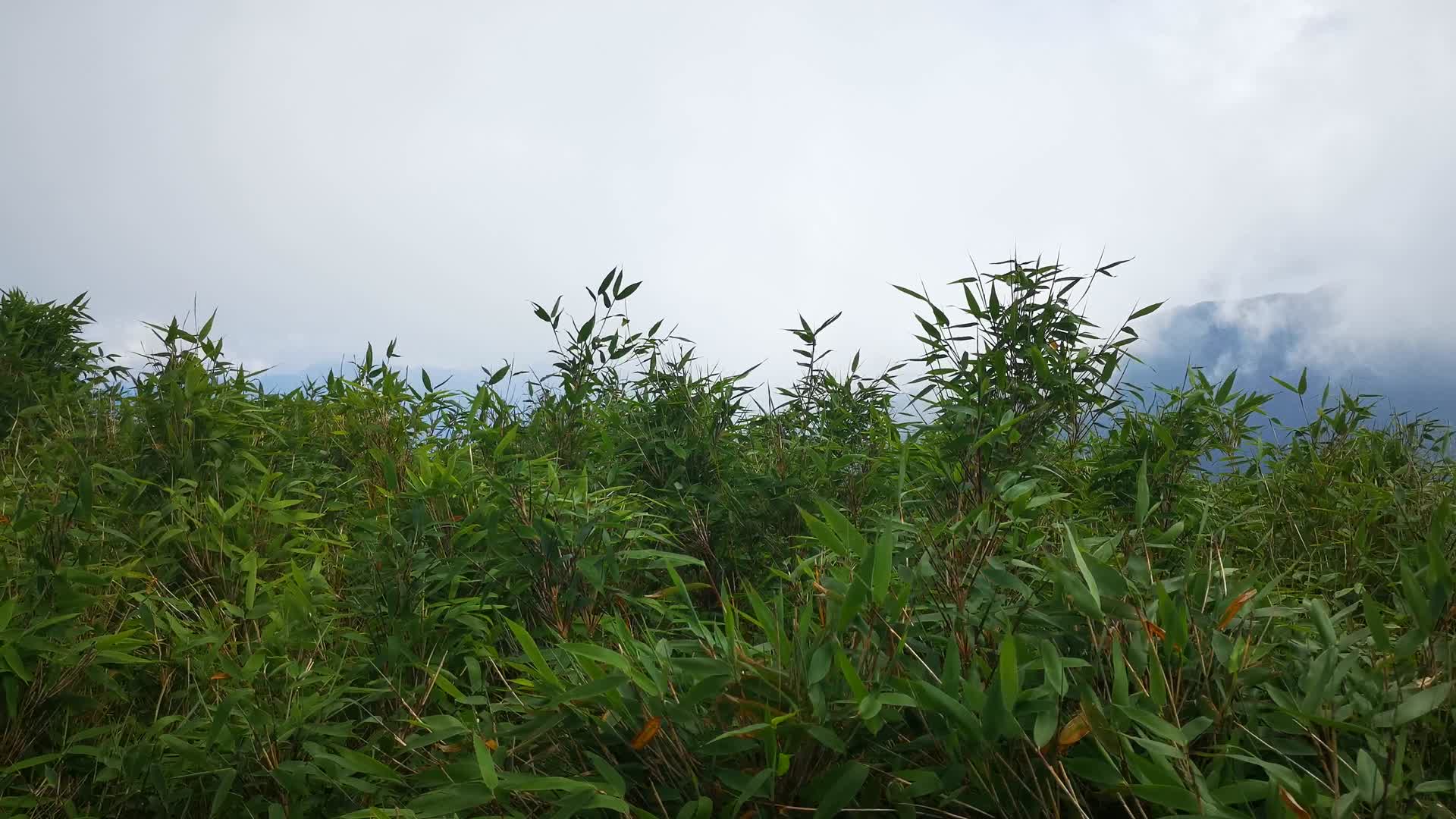 湖北神农架5A景区神农顶竹林视频的预览图