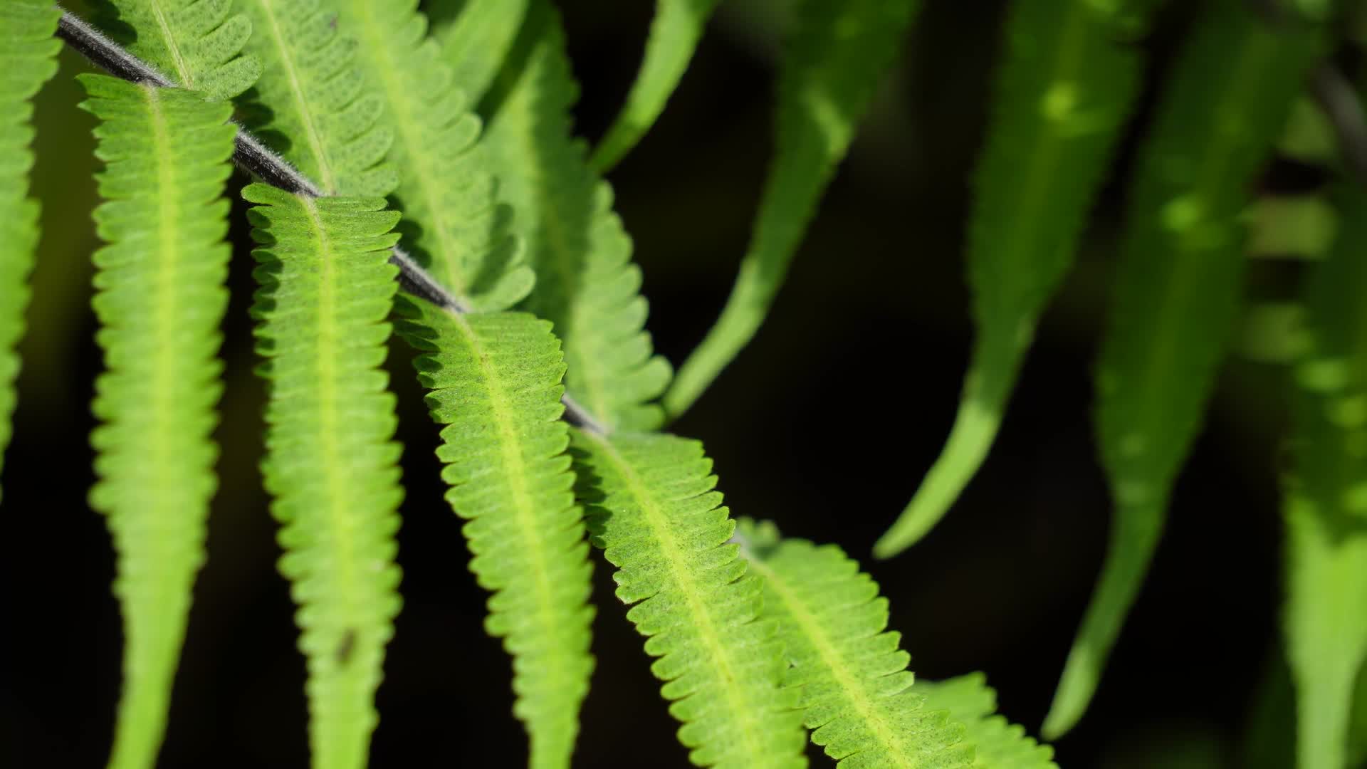 蚂蚁植物上的昆虫视频的预览图