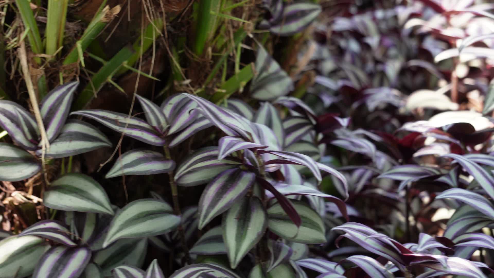 紫色叶子植物植被吊篮视频的预览图