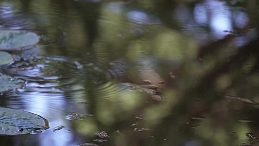池塘倒影水面波纹反光视频的预览图