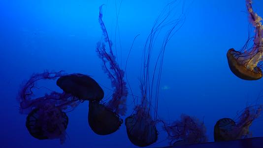 镜头合集太平洋海刺水母海蜇海洋生物视频的预览图