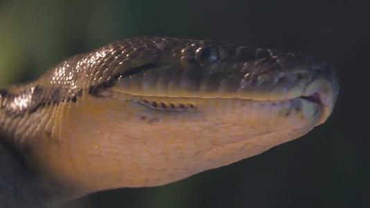 镜头合集丛林蟒蟒蛇舌头蛇皮蛇蜕鳞片特写视频的预览图