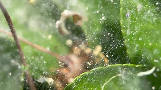 镜头合集4k蜘蛛网昆虫树叶视频的预览图