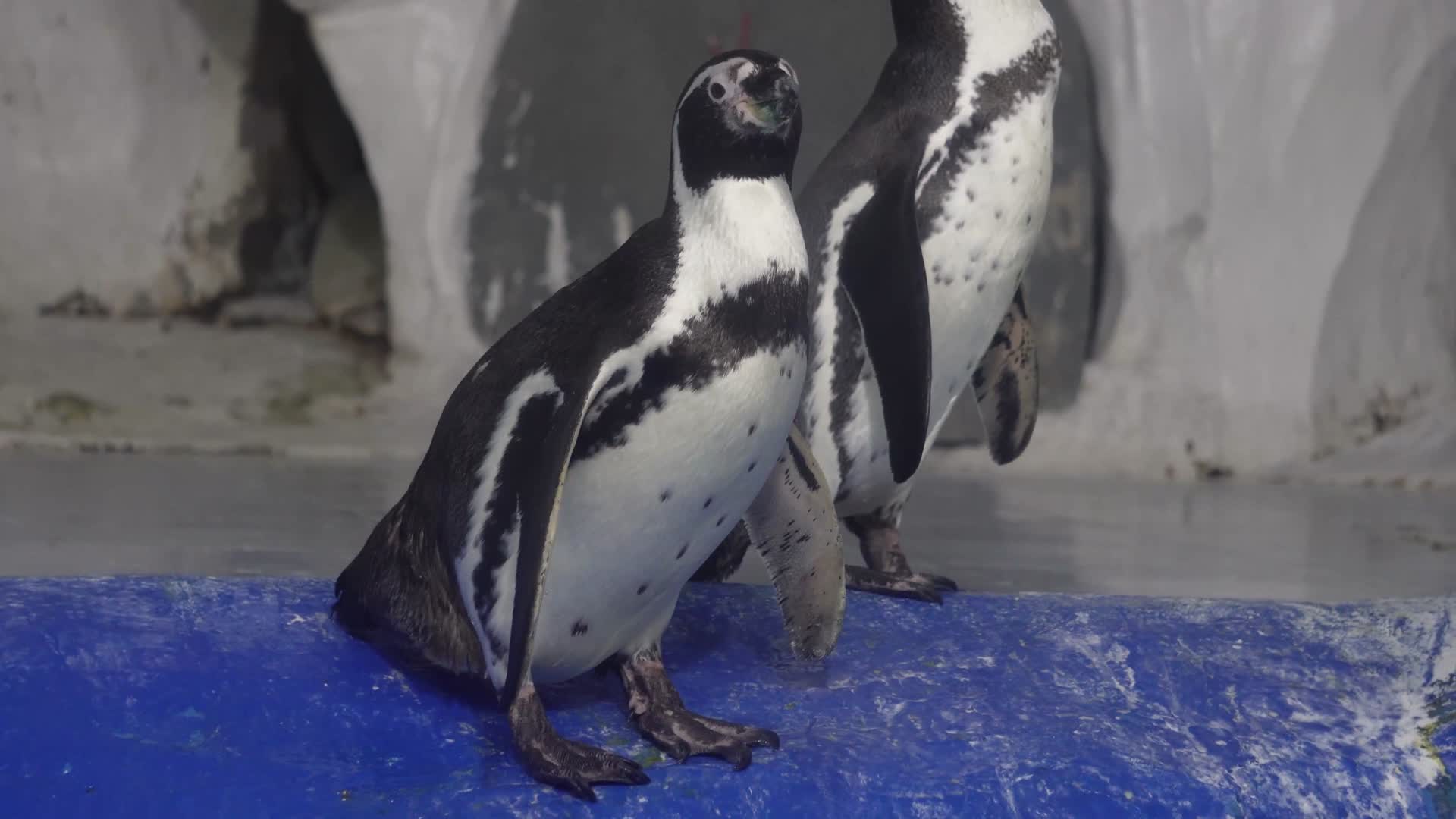 镜头合集特写企鹅羽毛一群企鹅视频的预览图