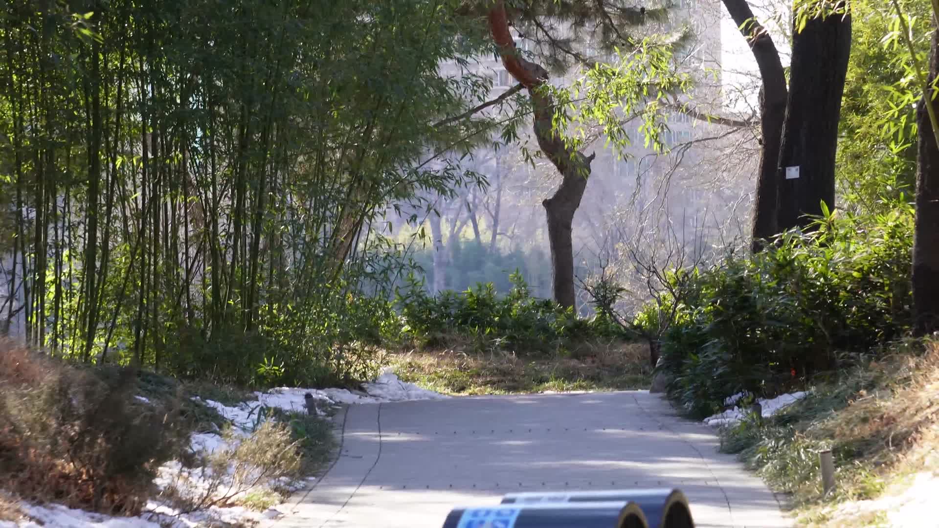 镜头合集意境竹林小径小路阳光下的背影美好大自然视频的预览图