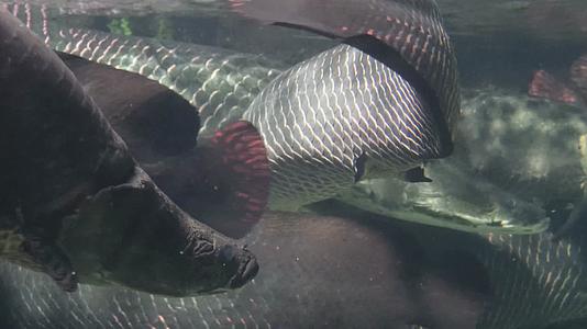 镜头合集深水恐惧症巨骨舌鱼水下视频的预览图