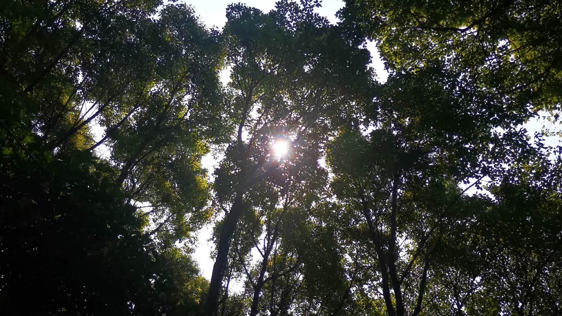 实拍笔直树林绿色植物氧吧视频的预览图