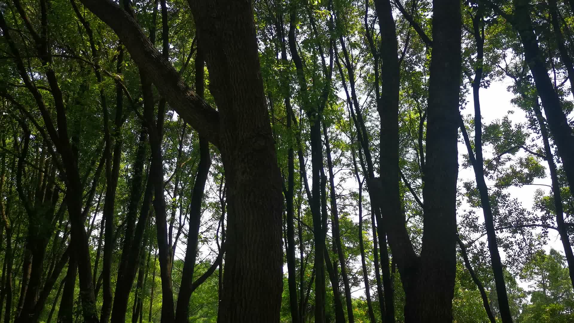 实拍笔直树林绿色植物氧吧视频的预览图