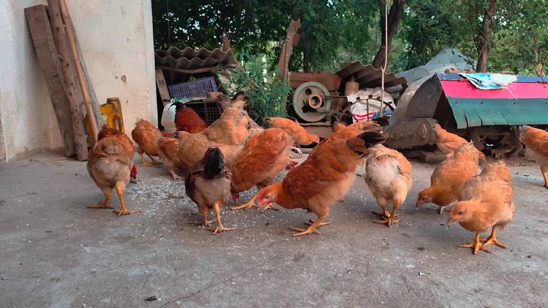 农村散养土鸡视频的预览图