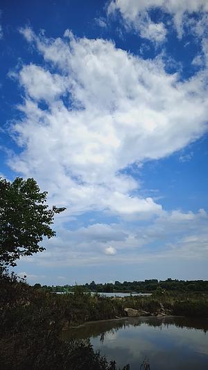 蓝天白云大树视频的预览图
