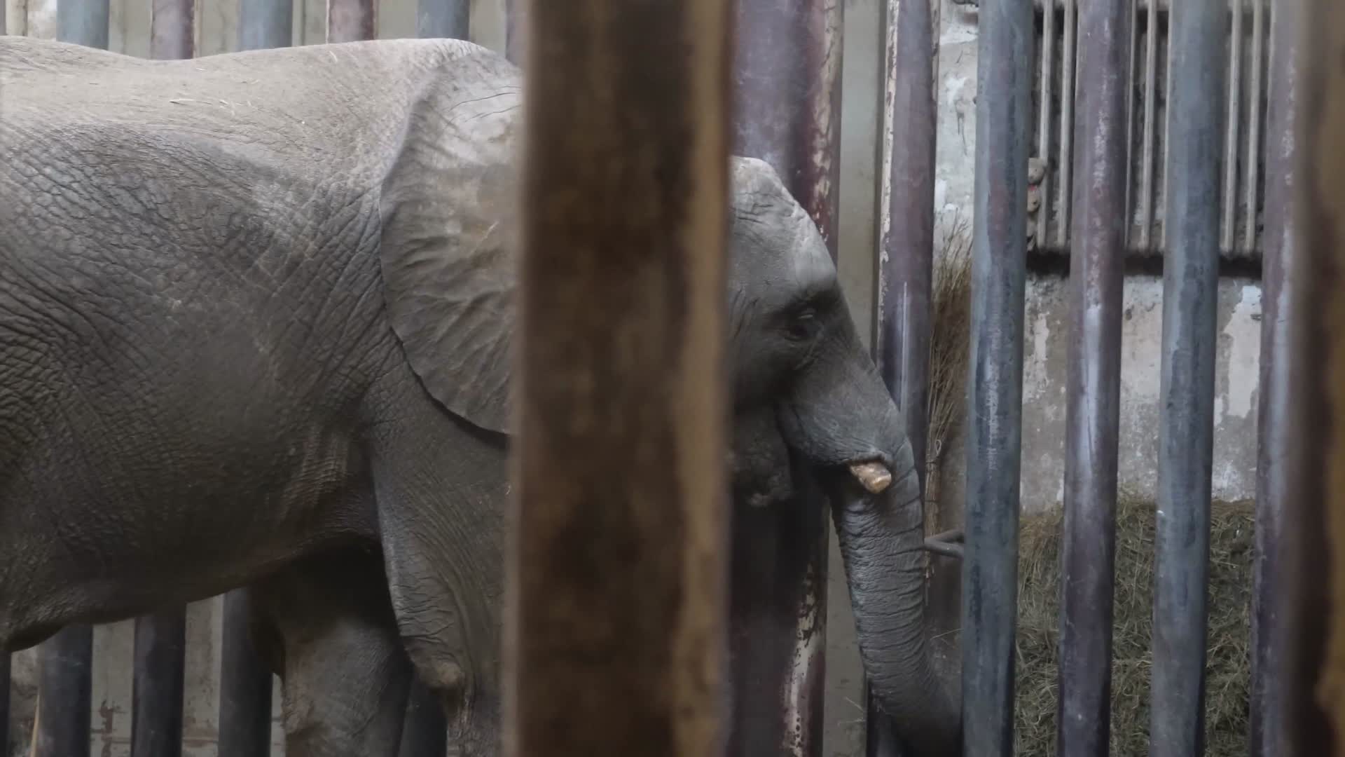 镜头合集关在笼子里的大象眼睛耳朵象牙视频的预览图