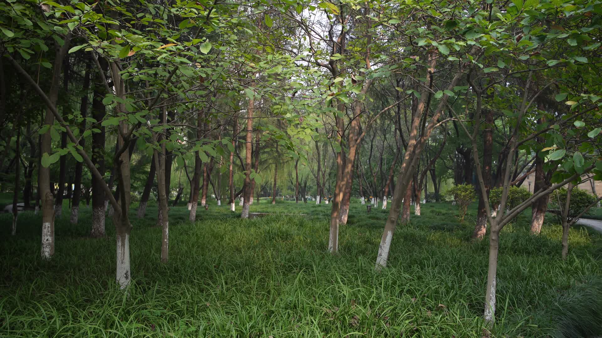 杭州江干区世纪花园公园视频的预览图