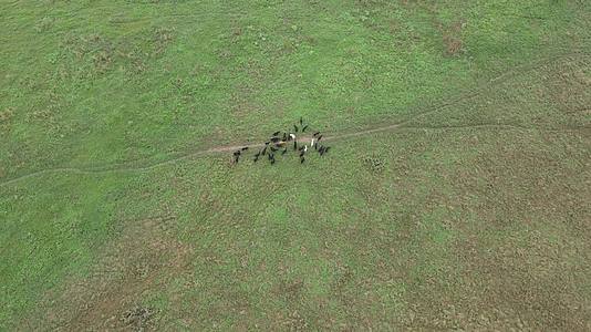 航拍草原牛羊动物吃草视频的预览图