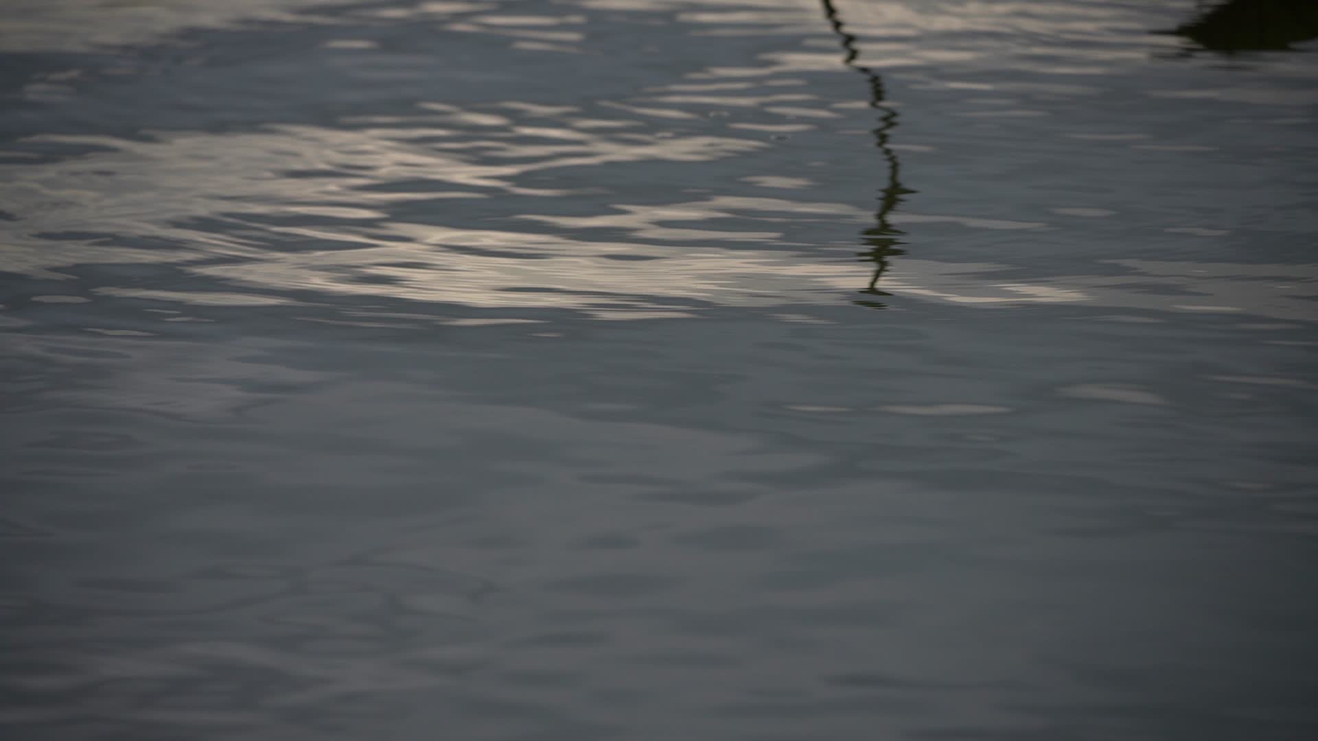 杭州西湖景区西泠桥荷花视频的预览图