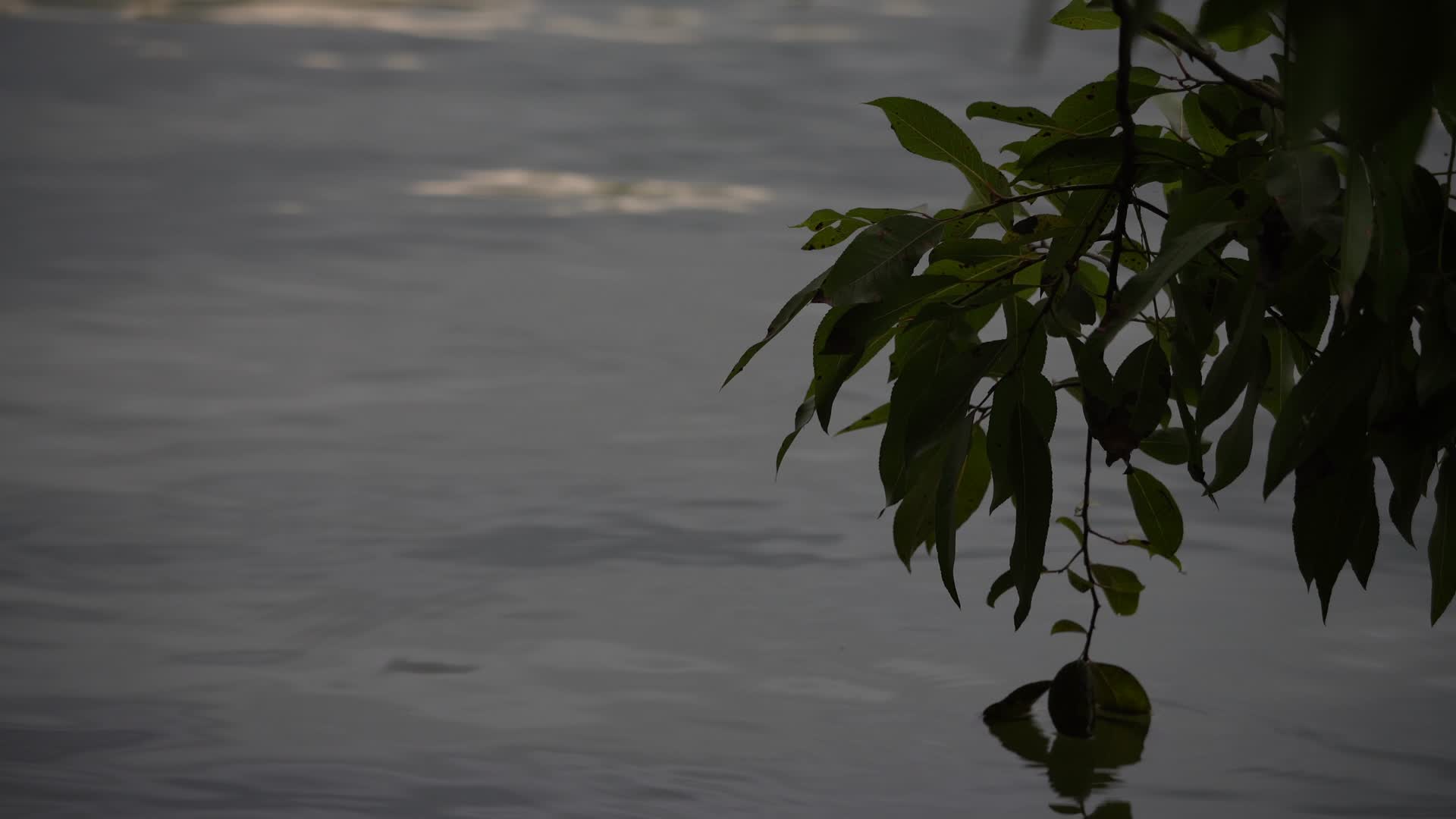 杭州西湖景区西泠桥荷花视频的预览图