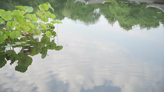 杭州西湖景区曲院风荷荷花视频的预览图