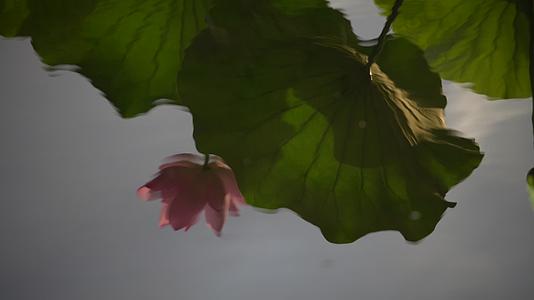 杭州西湖景区曲院风荷荷花视频的预览图