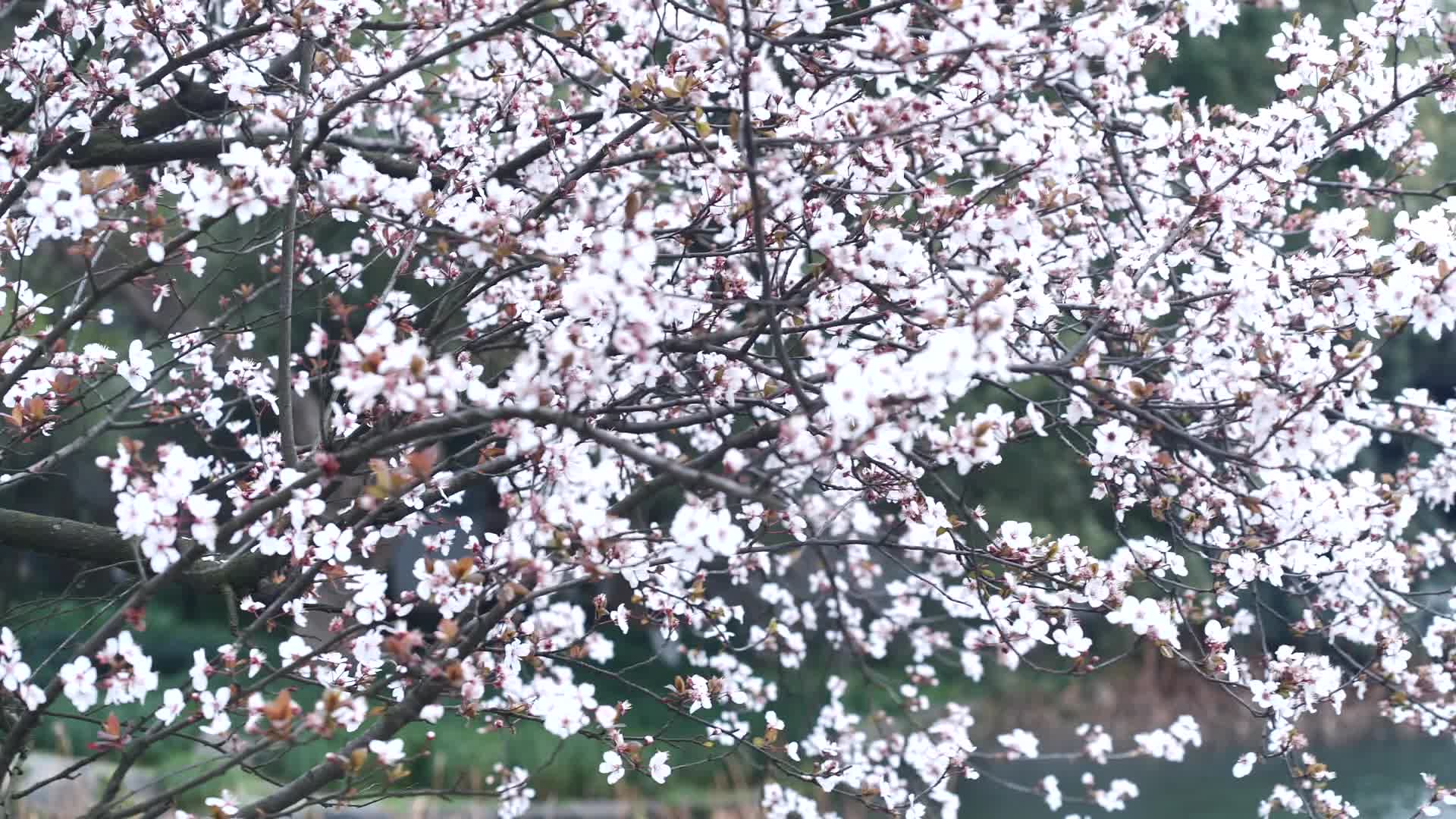 杭州西湖景区曲院风荷视频的预览图