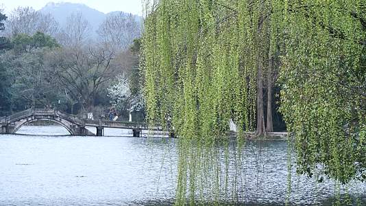 杭州西湖景区曲院风荷视频的预览图