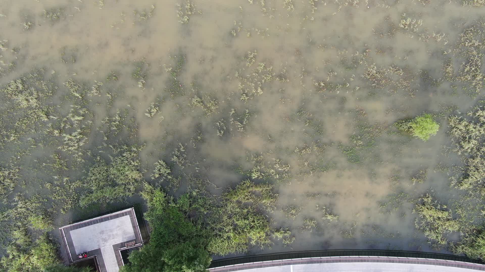 航拍城市公园水草污染视频的预览图