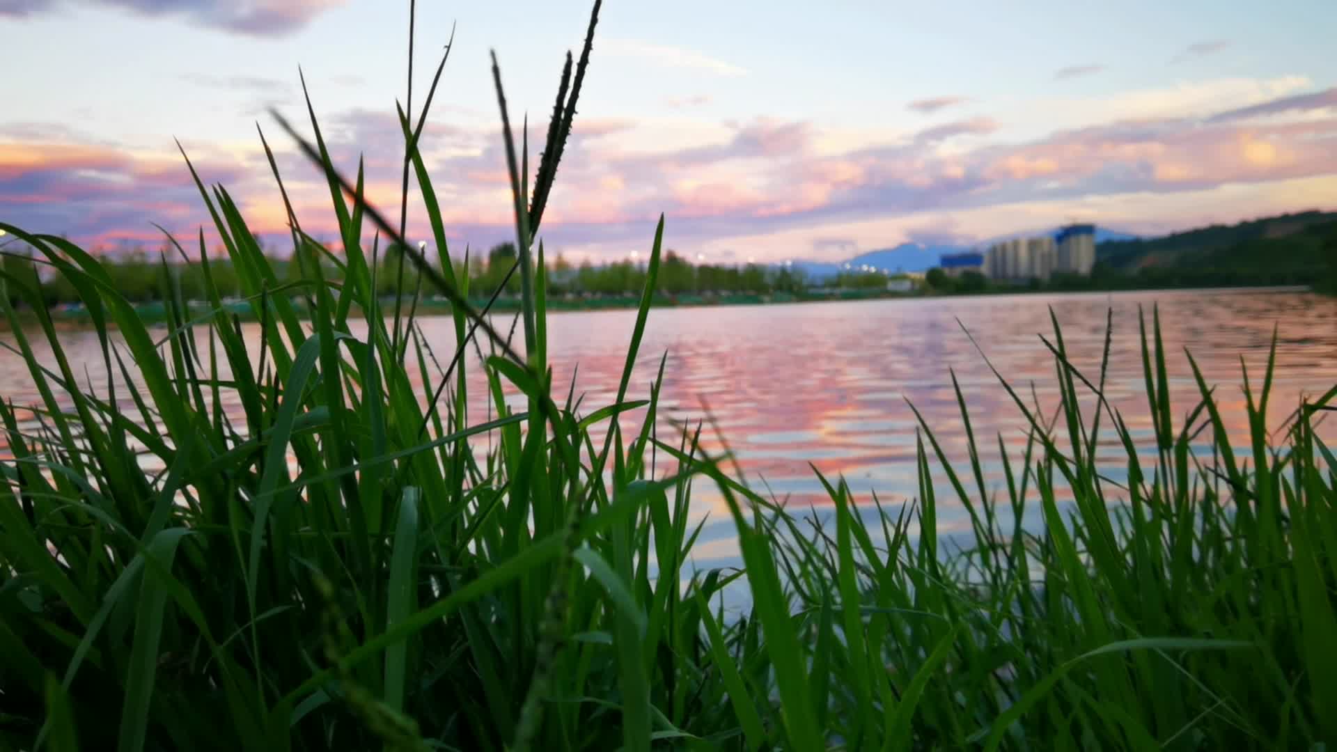 西安雁鸣湖公园湖畔视频的预览图