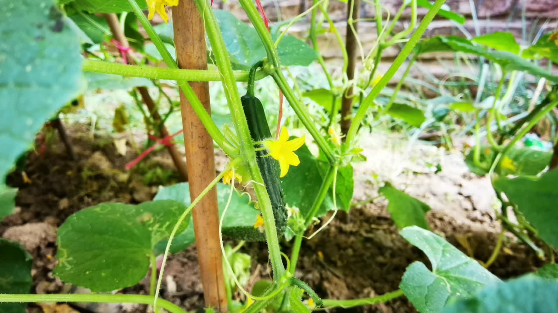 农村庄园里菜园子的黄瓜架视频的预览图