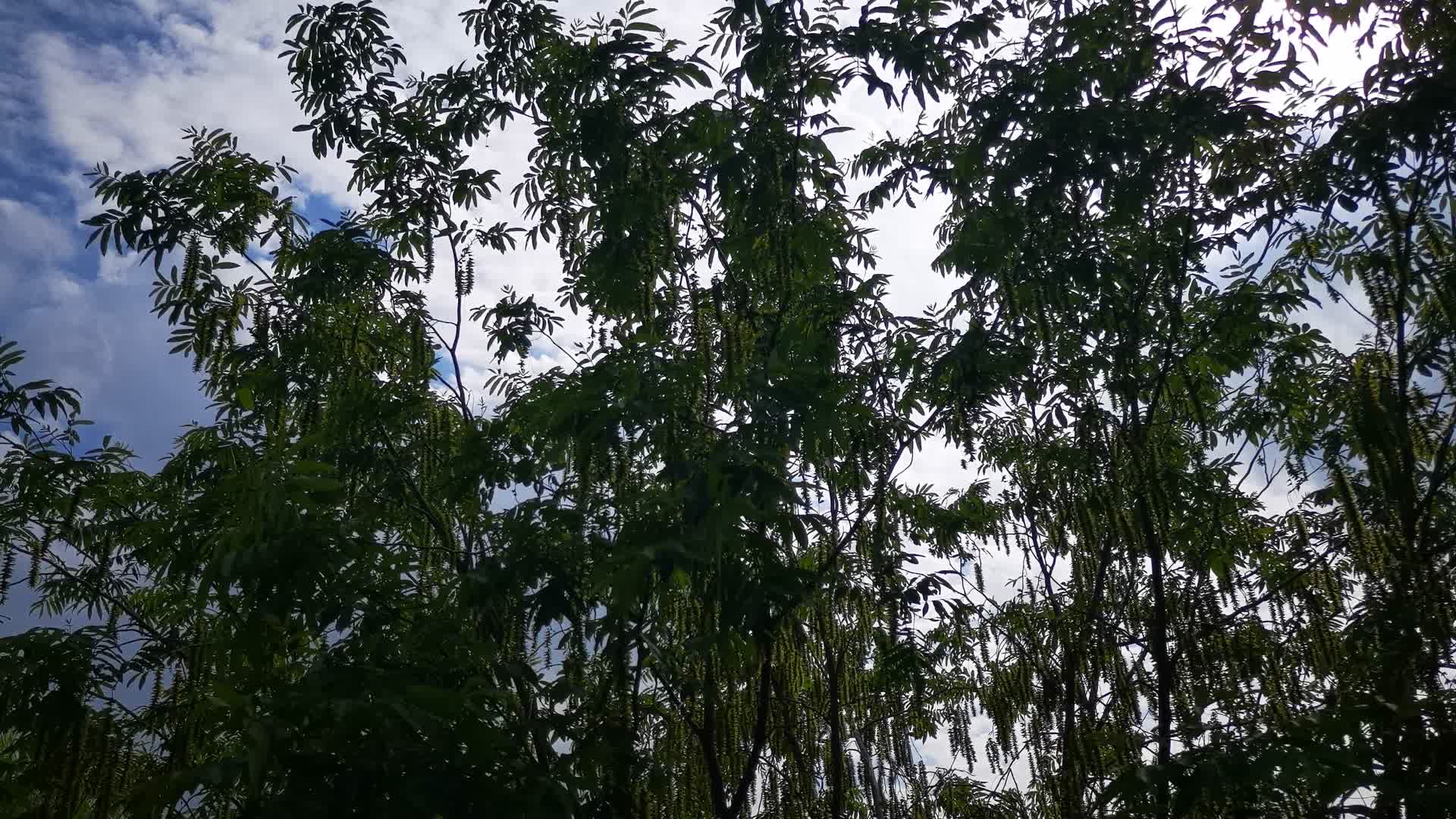 蓝天树枝树叶绿色植物视频的预览图
