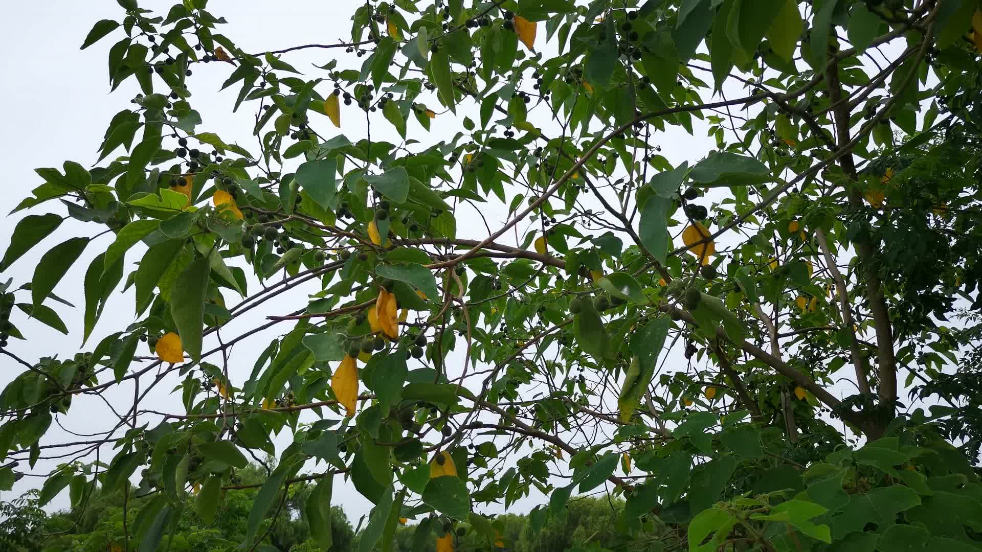 蓝天树枝树叶绿色植物视频的预览图
