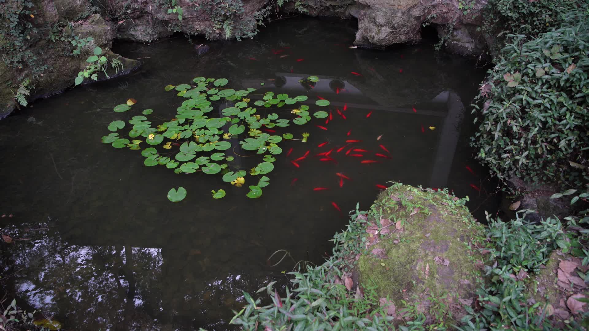 杭州西湖景区六一泉视频的预览图