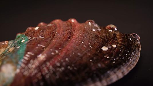 生鲜鲍鱼壳甲壳贝类视频的预览图