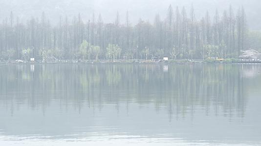 杭州西湖景区花港观鱼雾景视频的预览图