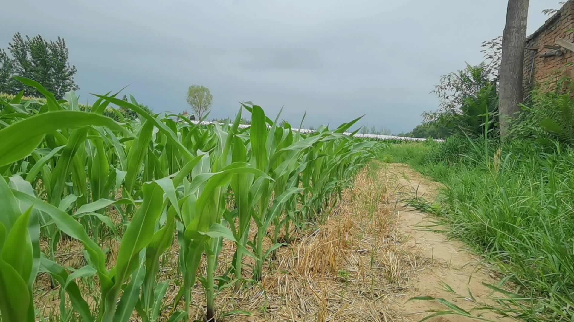 玉米种植视频的预览图