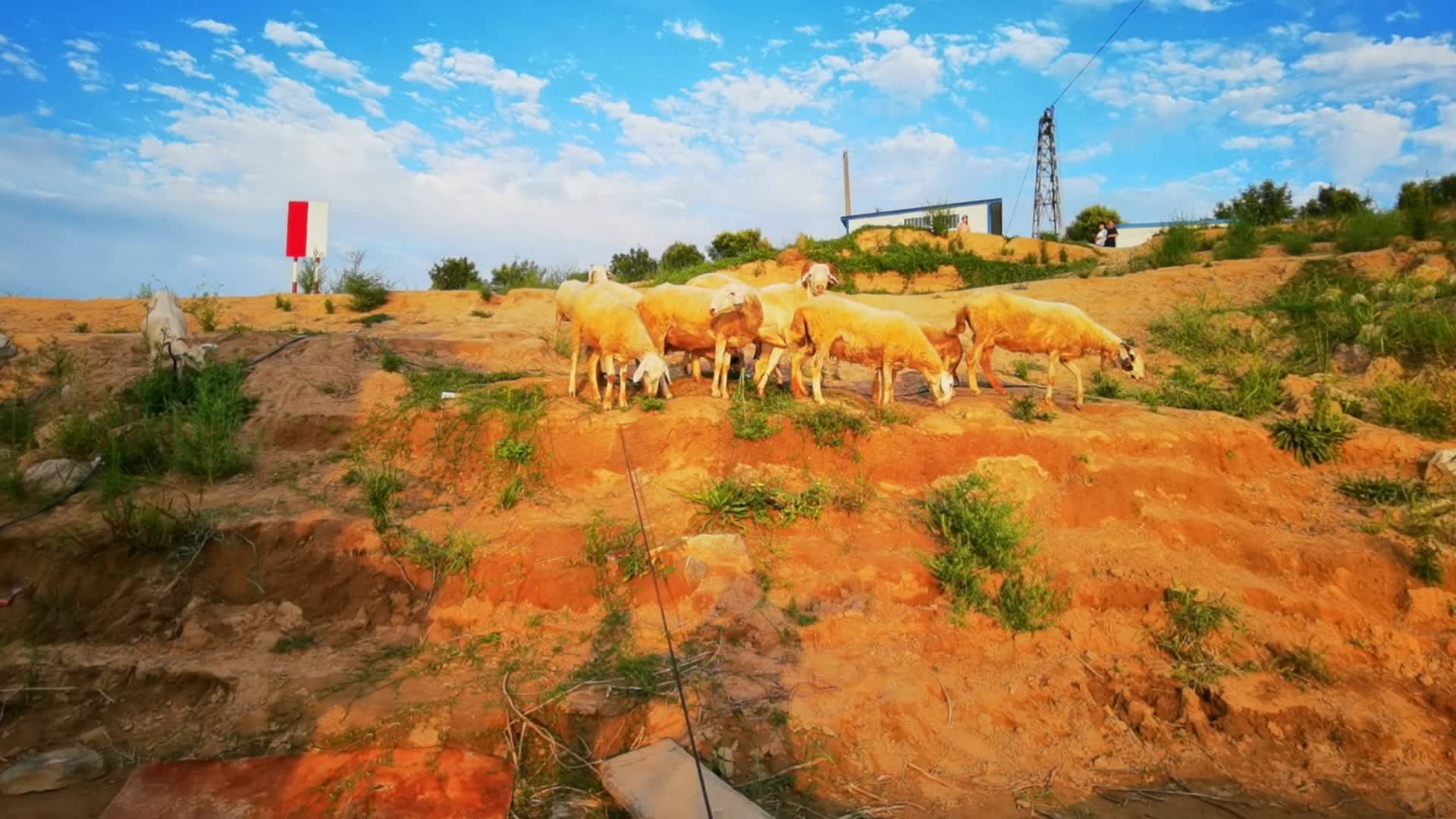 渭河湿地公园羊群视频的预览图