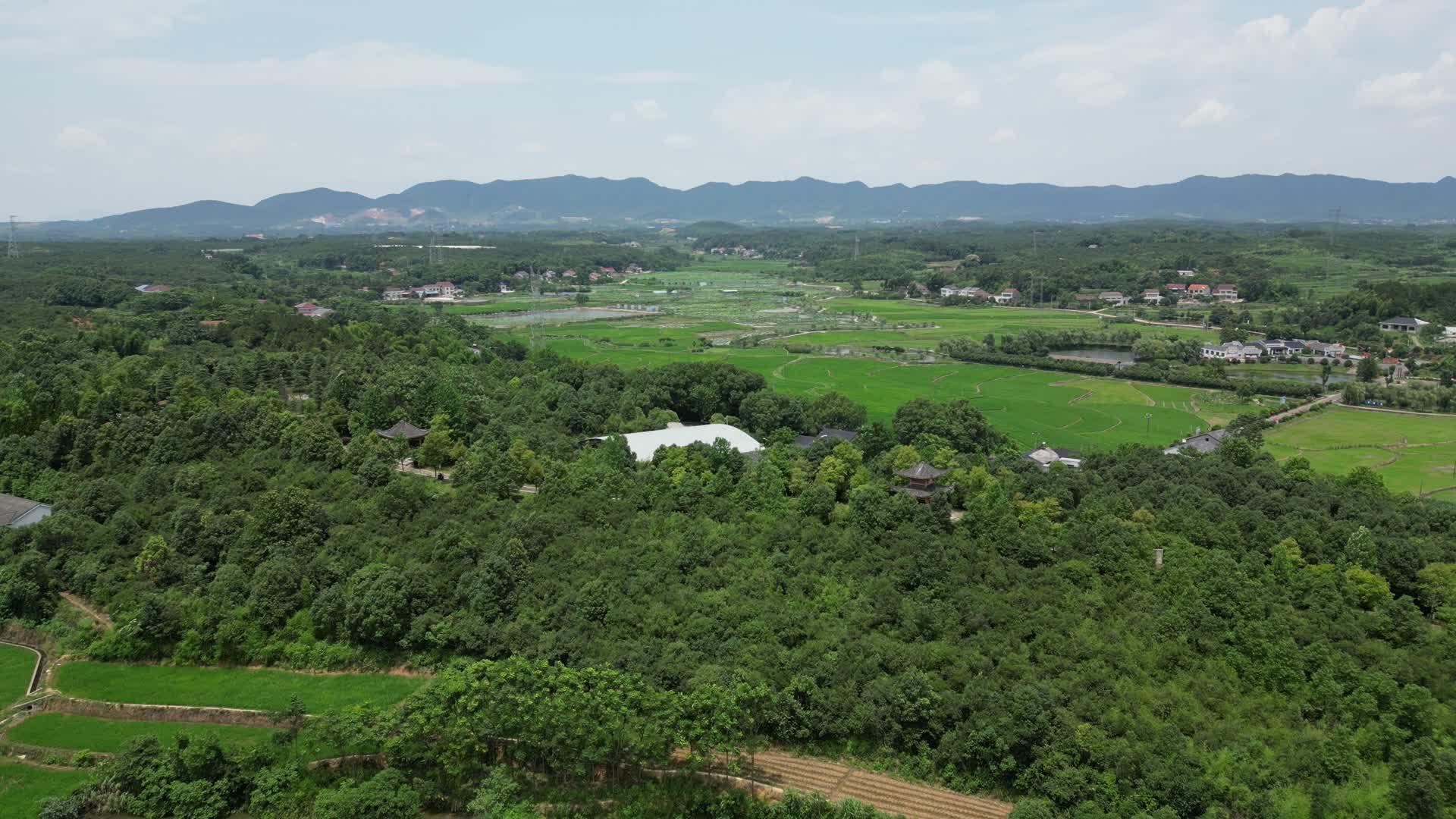 湖南常德农业种植水稻农田视频的预览图