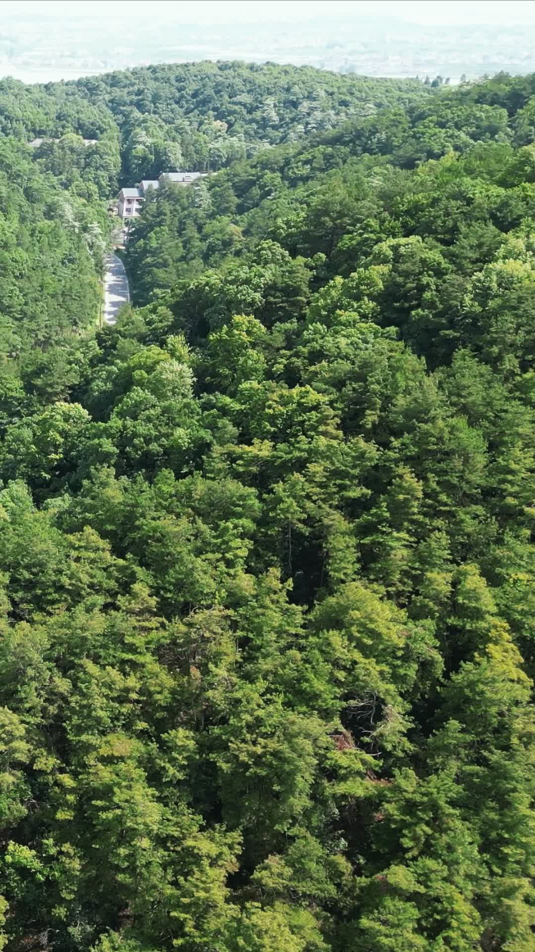 绿色植物森林竖屏航拍视频的预览图