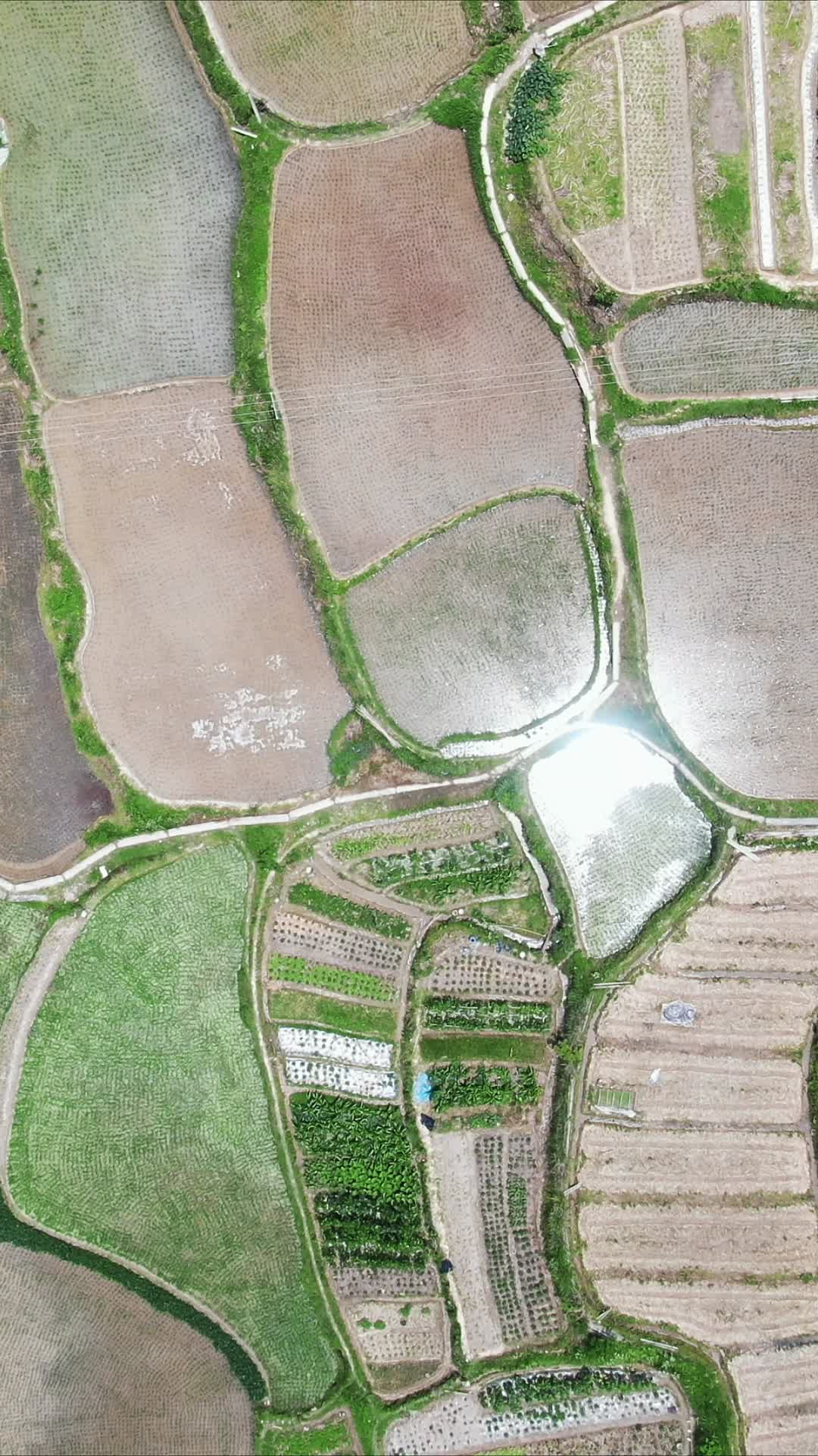 航拍南方农业种植农田水田竖屏视频的预览图