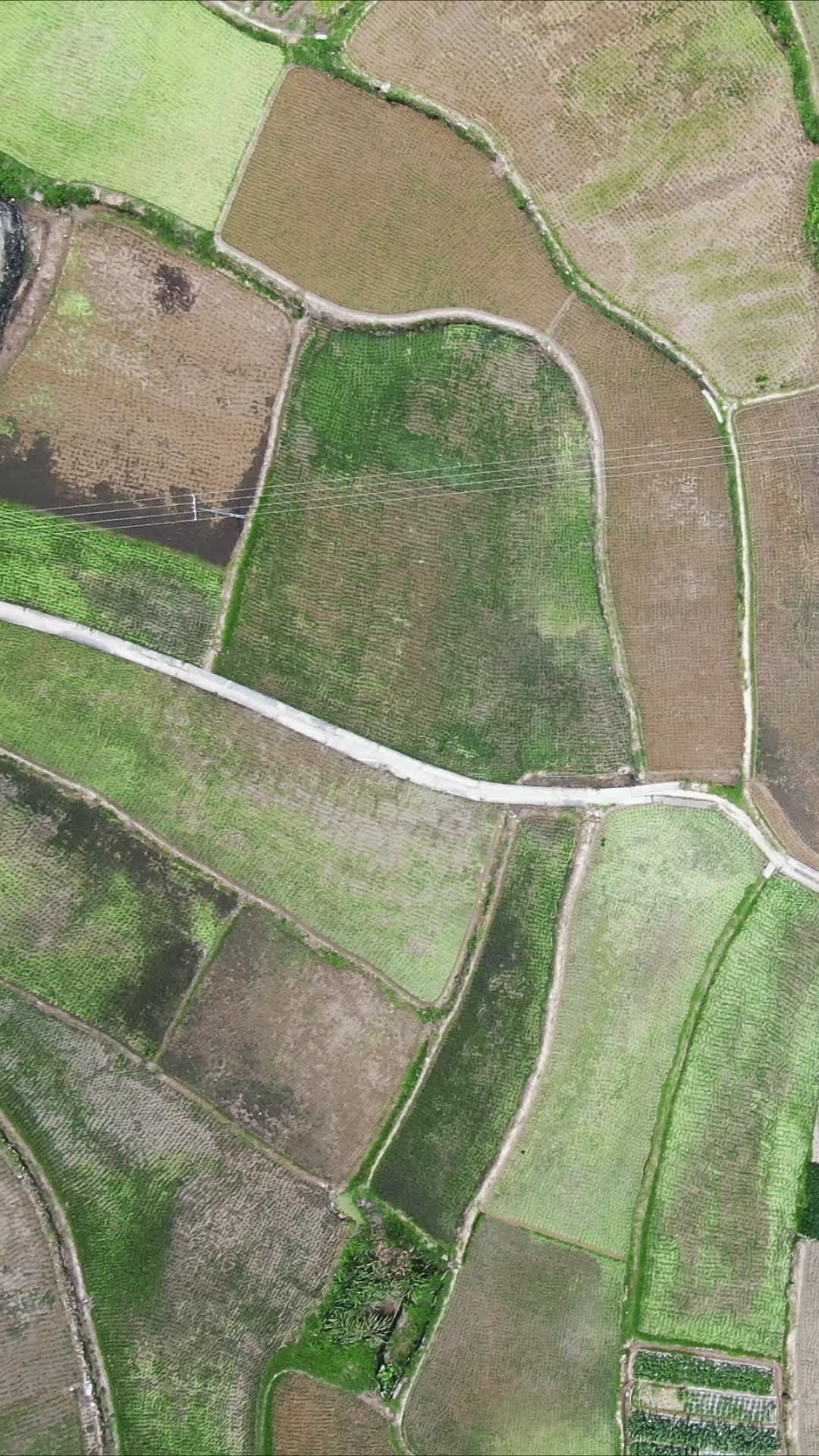 航拍南方农业种植农田水田竖屏视频的预览图