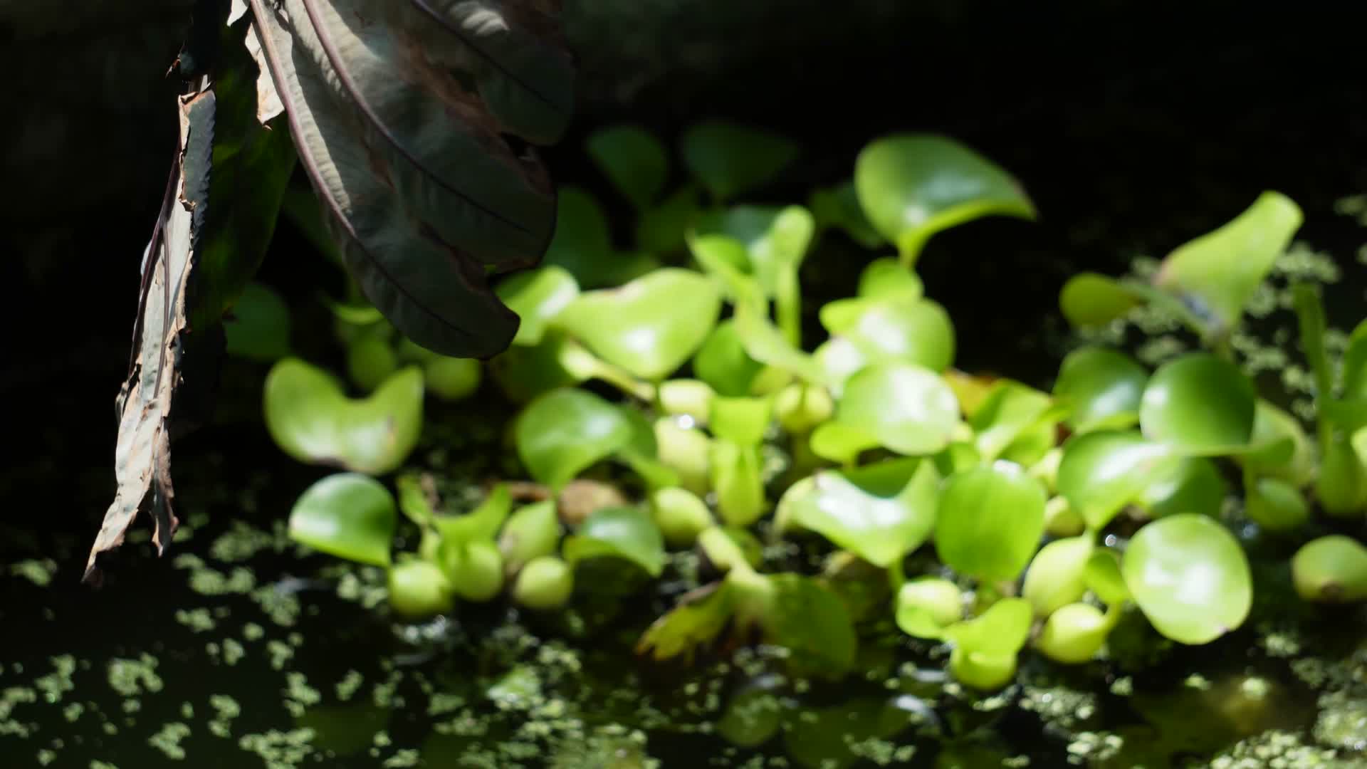 水质净化植物水葫芦视频的预览图
