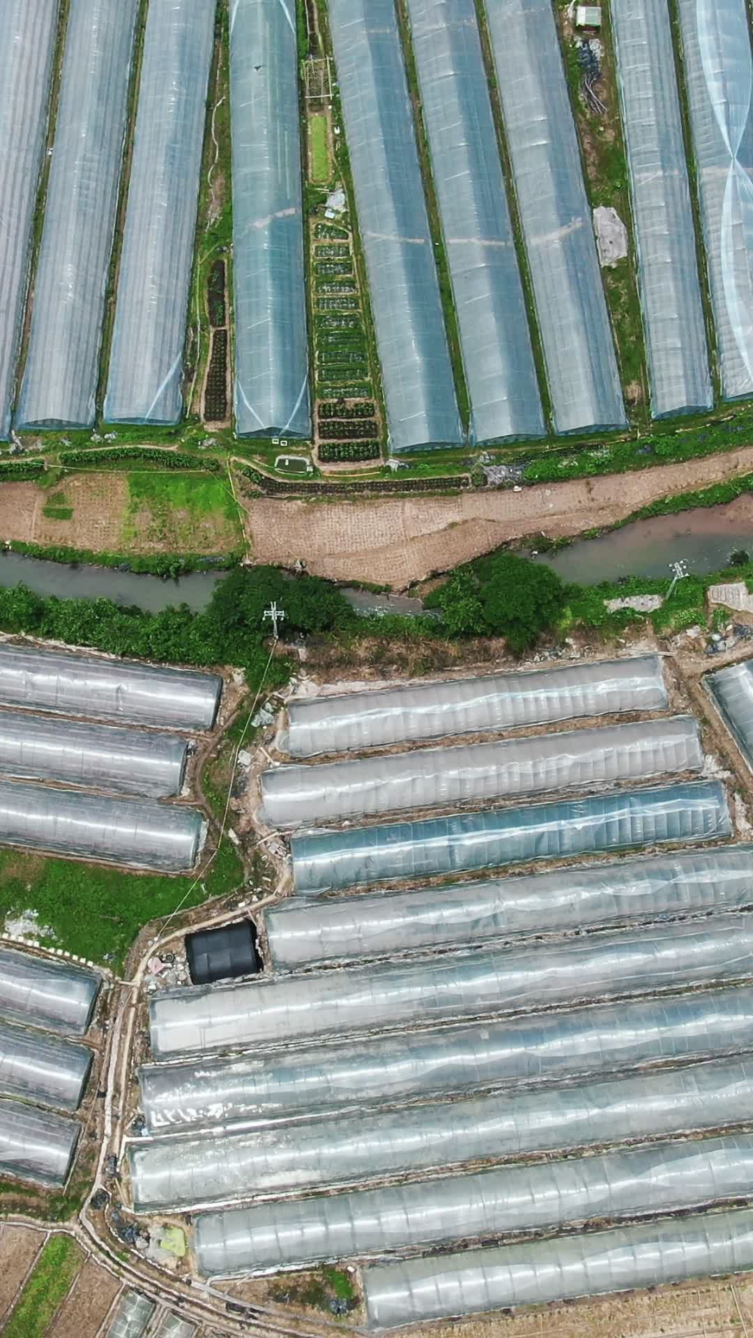 航拍农业种植大棚基地竖屏视频的预览图