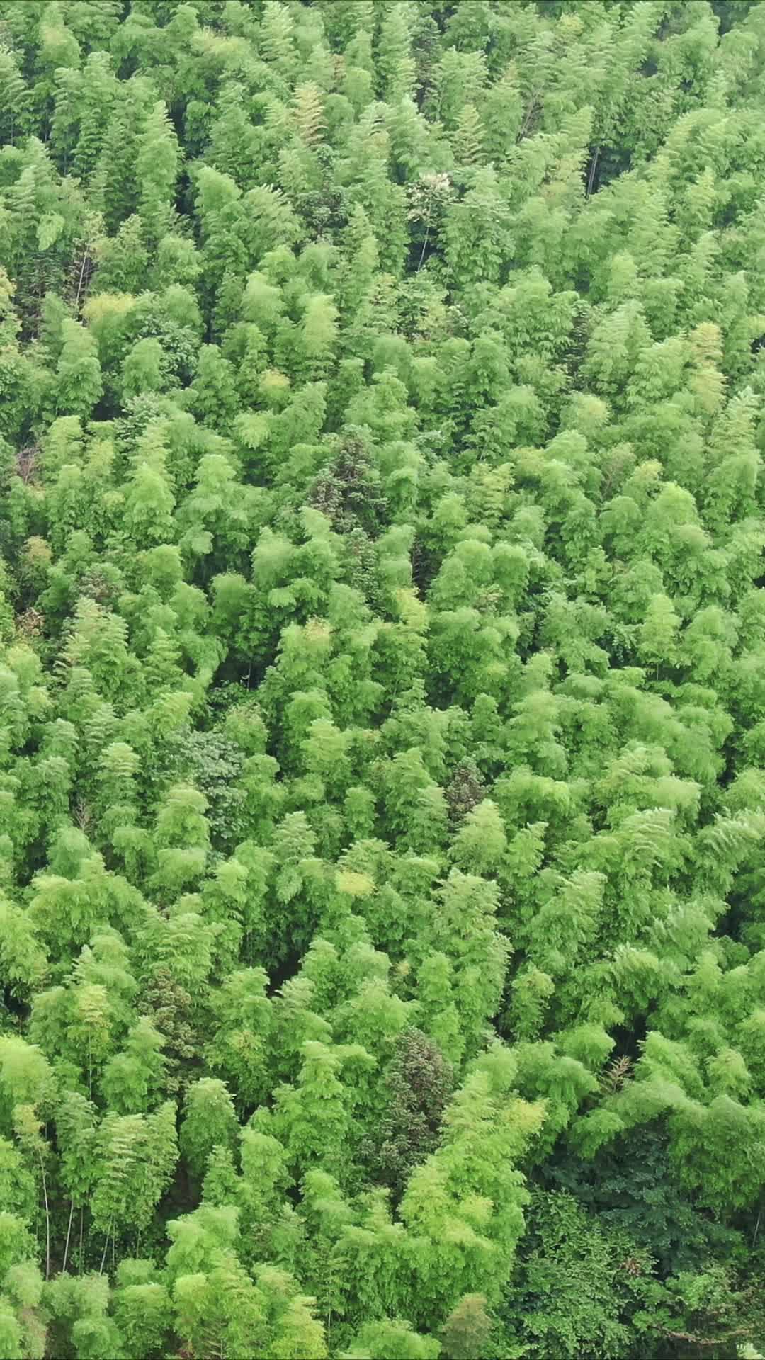 航拍绿色竹林植物竖屏视频的预览图