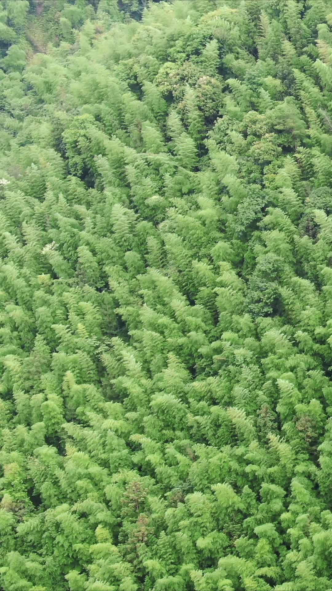 航拍绿色竹林植物竖屏视频的预览图
