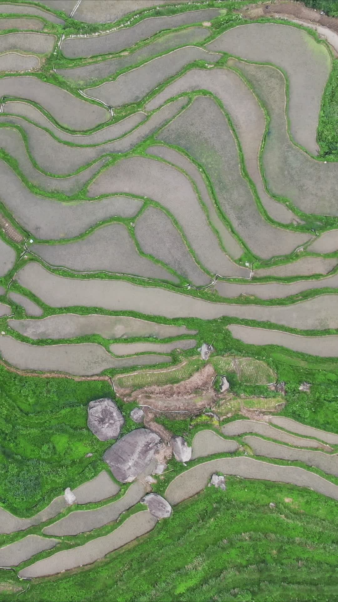 俯拍农田梯田风光农业种植视频的预览图