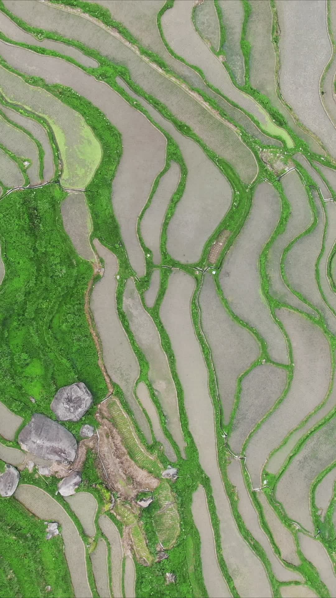 俯拍农田梯田风光农业种植视频的预览图