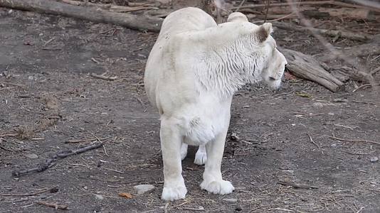 镜头合集动物园里的母狮子白狮子散步视频的预览图