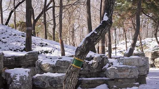 镜头合集落雪假山石岩石圆明园雪景视频的预览图