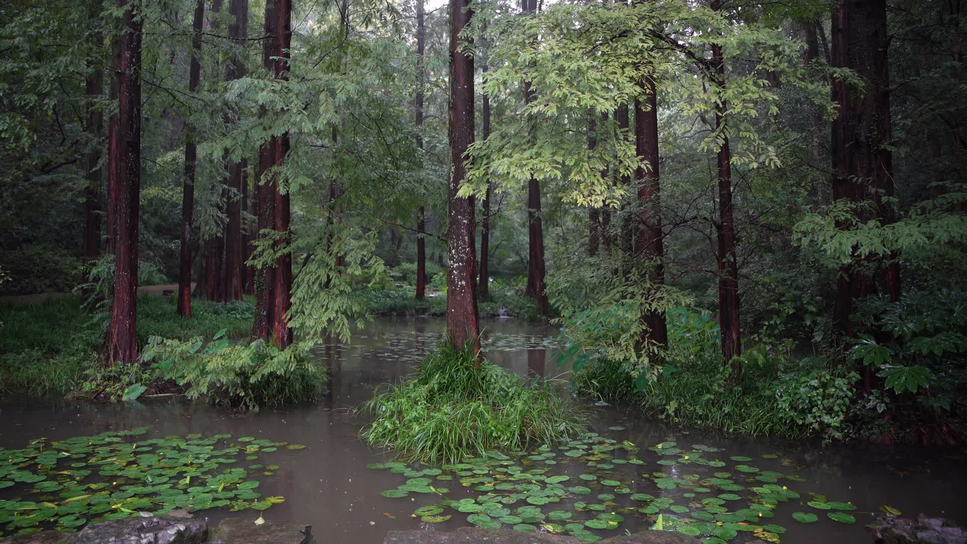 杭州西湖景区虎跑公园视频的预览图