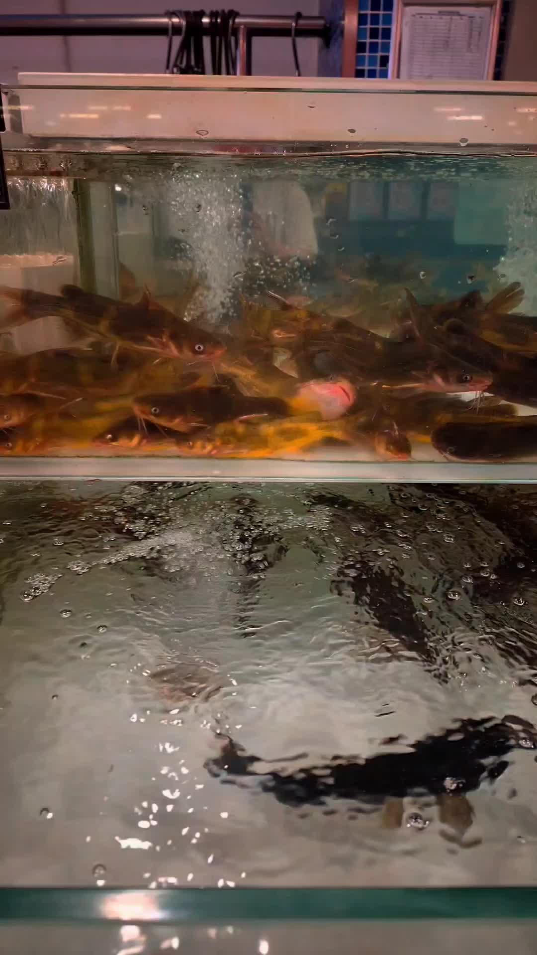 鱼缸里的黄鱼视频的预览图