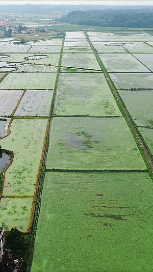 航拍农业种植农田稻田视频的预览图